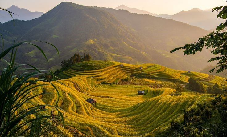 Terraced Rice Fields